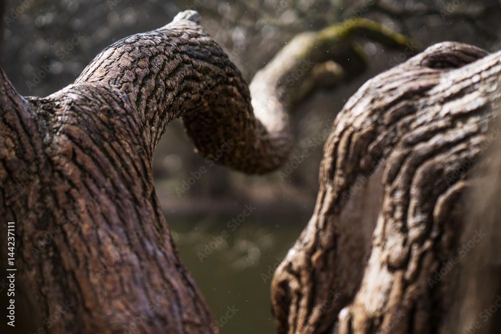 large curved tree branches large curved tree branches