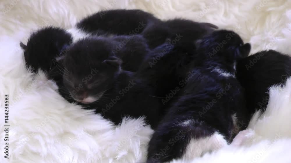 newborn kittens newborn kittens
