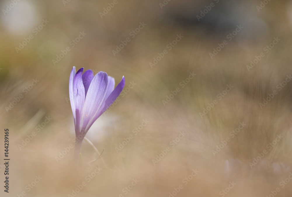 einsamer Krokus