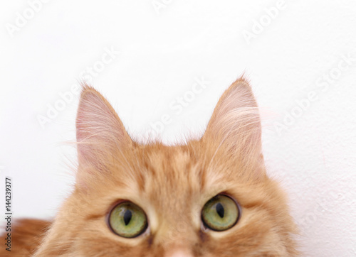 Cute cat on light background, closeup