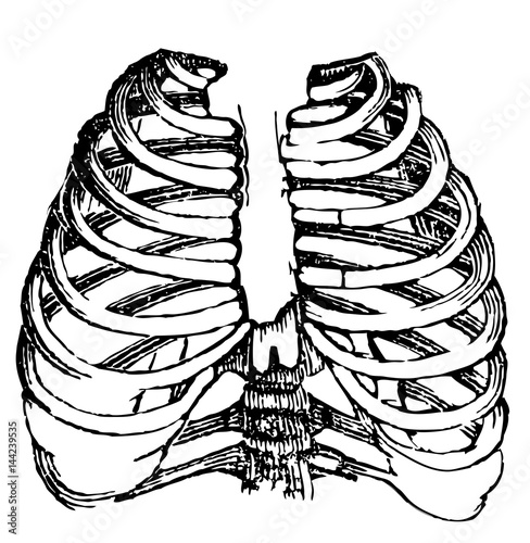 human anatomy - ribs
