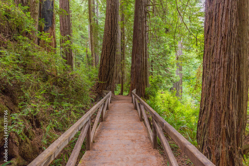 Wooden bridge in the fairy green forest. Large trees were overgrown with moss and fern. Redwood national and state parks. California, USA