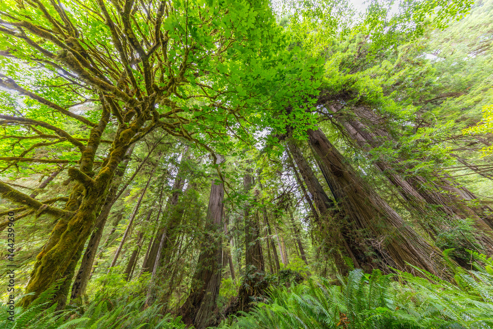 Naklejka premium Amazing green forest of sequoia. Huge sequoias on the background of the blue sky. The sun's rays fall through the branches. Redwood national and state parks. California, USA