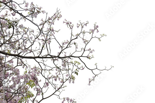 Pink trumpet tree branch silhouette photography   white background