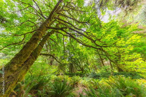 Amazing green forest of sequoia. Huge sequoias on the background of the blue sky. The sun s rays fall through the branches. Redwood national and state parks. California  USA