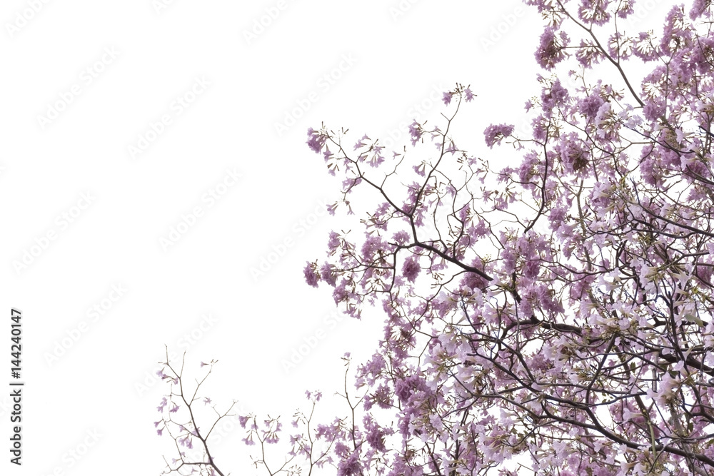 Pink trumpet tree branch silhouette photography , white background Pink trumpet tree branch silhouette photography , white background