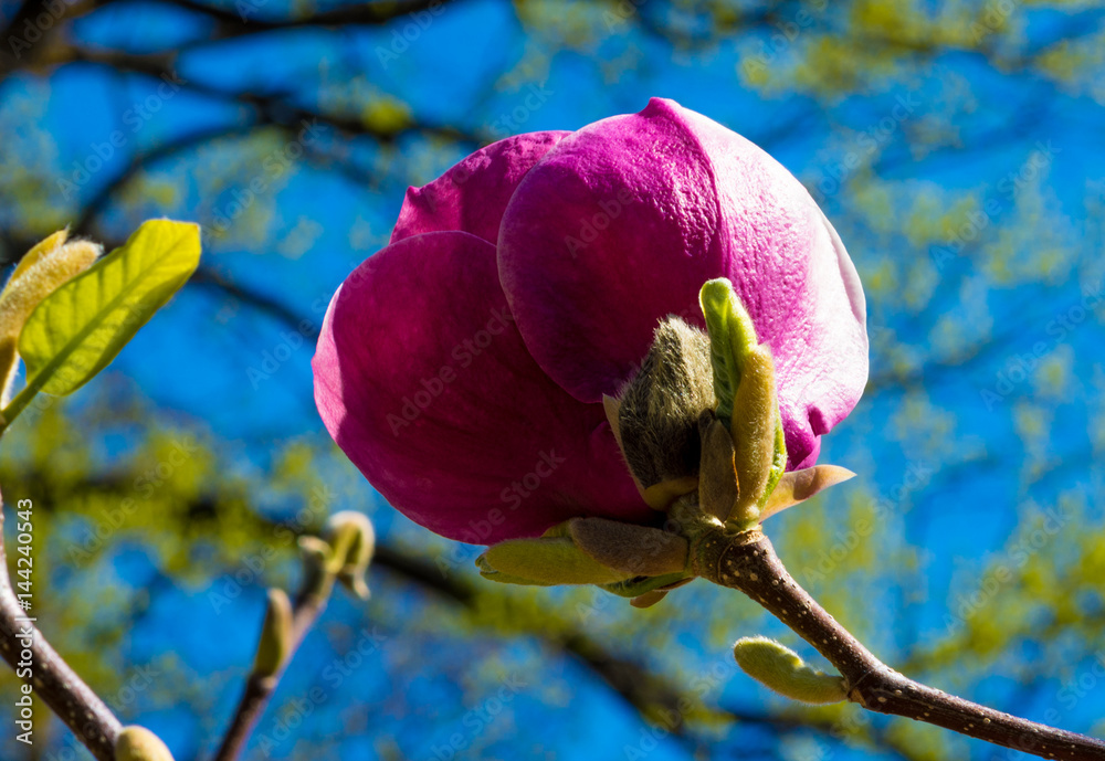 Fototapeta premium Purple beautiful magnolia in spring 