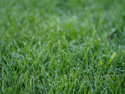 Grass with blurry background