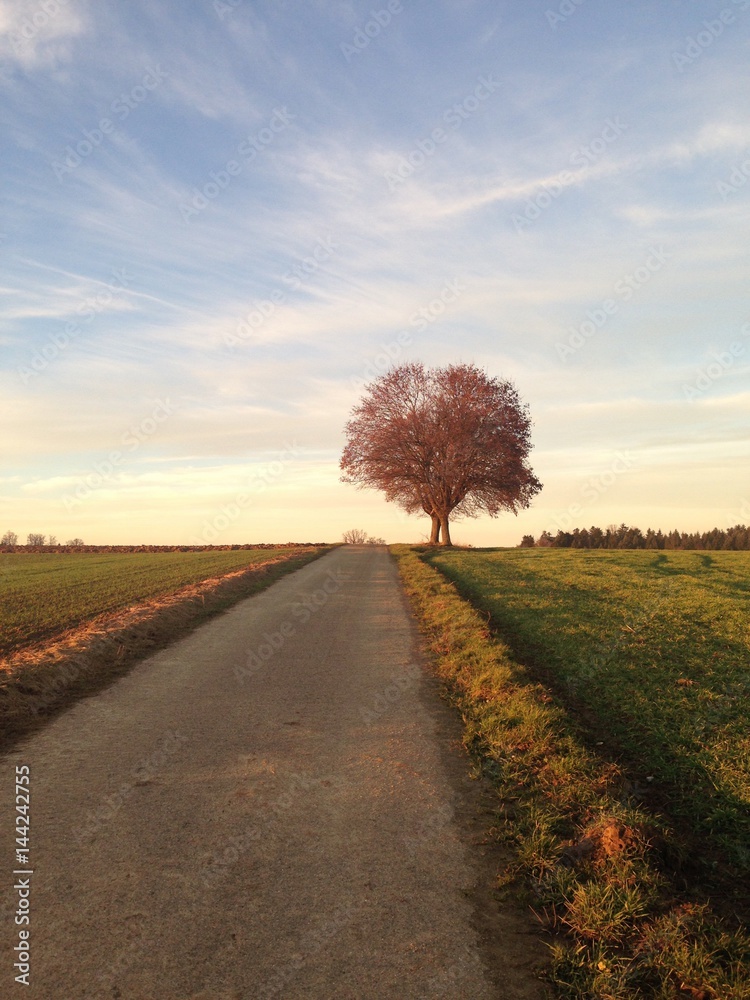 Feldweg mit Baum