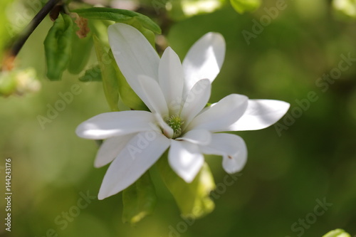 Magnolia stellata ou Magnola étoilé photo