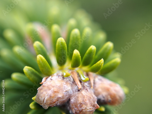 Canvas Print Extreme close up of needles on branch