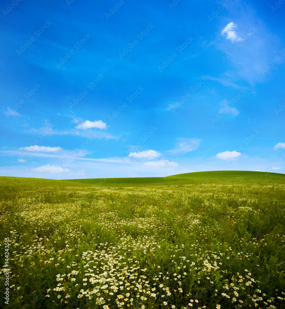 Green meadow under blue sky