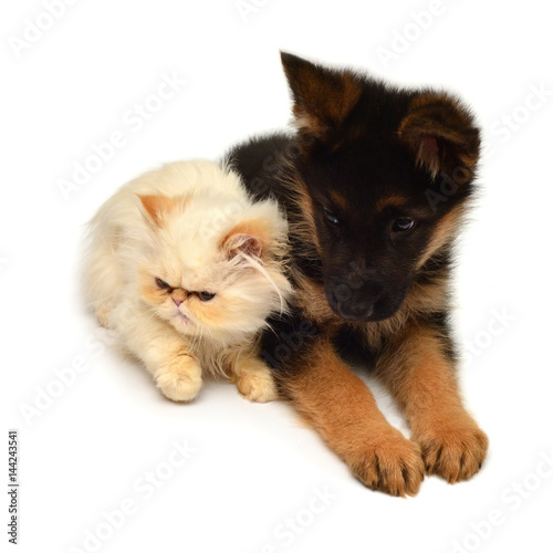 Fototapeta Naklejka Na Ścianę i Meble -  Yellow kitten of a Persian cat and a puppy of a German shepherd is isolated on a white background
