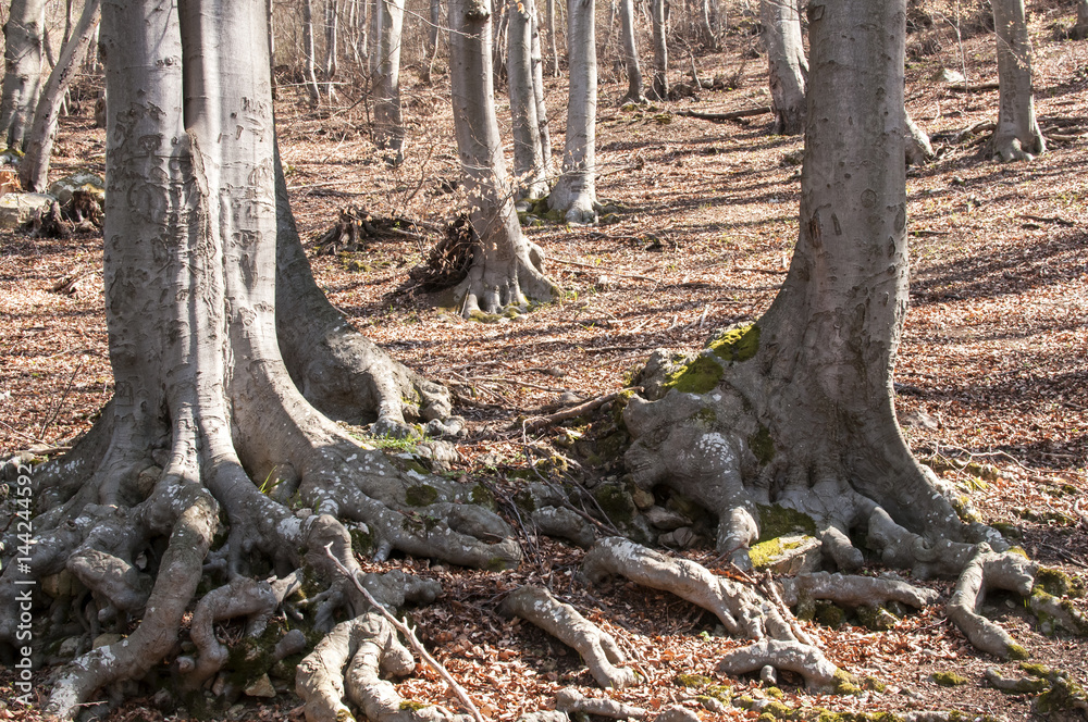 Stem with huge roots of large old beechwood in springtime forest Stem with huge roots of large old beechwood in springtime forest