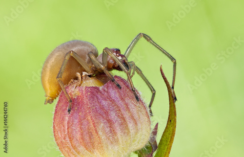  Cheiracanthium punctorium spider in nature close up photo