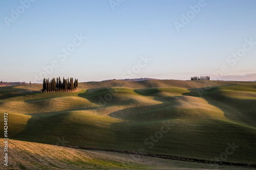 Cipressi Toscani