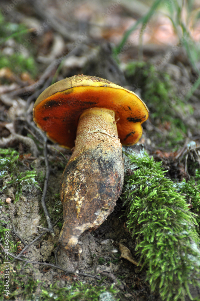 fake mushroom, Stock image