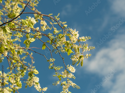 new leaves on a white blooming tree