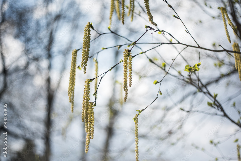 An amazing blossom birch tree. Nature background. Spring flowers. Spring Background An amazing blossom birch tree. Nature background. Spring flowers. Spring Background