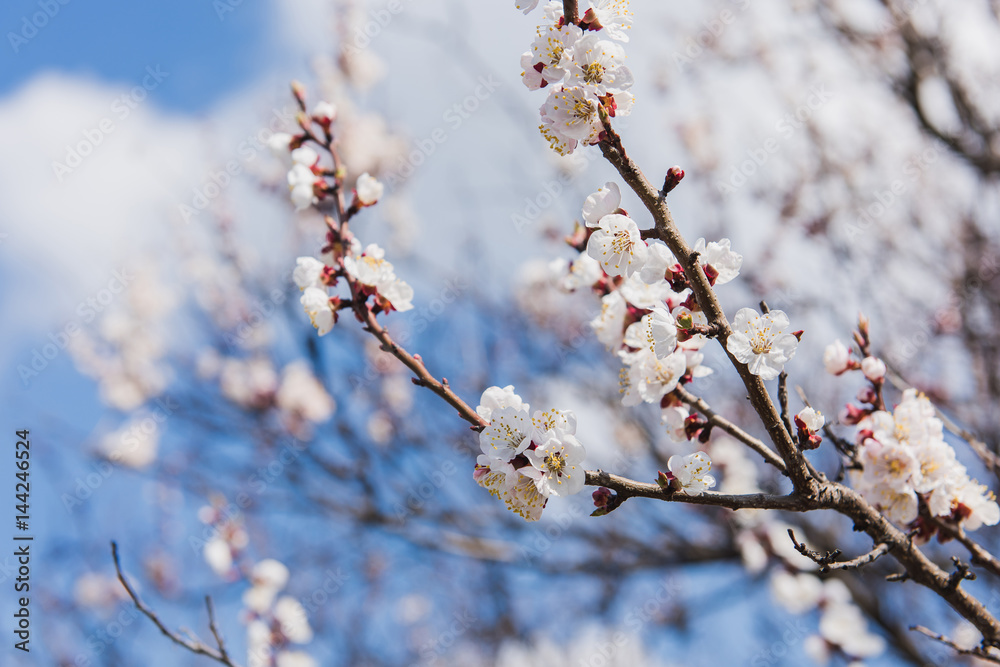 Branch of a flowering apricot. Spring time. Apricot trees branches covered of flowers, blossoms and buds in the spring sunset light and blue sky. Branch of a flowering apricot. Spring time. Apricot trees branches covered of flowers, blossoms and buds in the spring sunset light and blue sky.