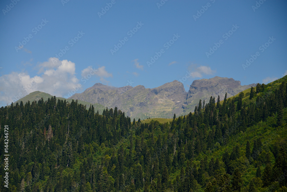 Mountains of Abkhazia, covered with evergreen coniferous forests, in the foreground, field grass