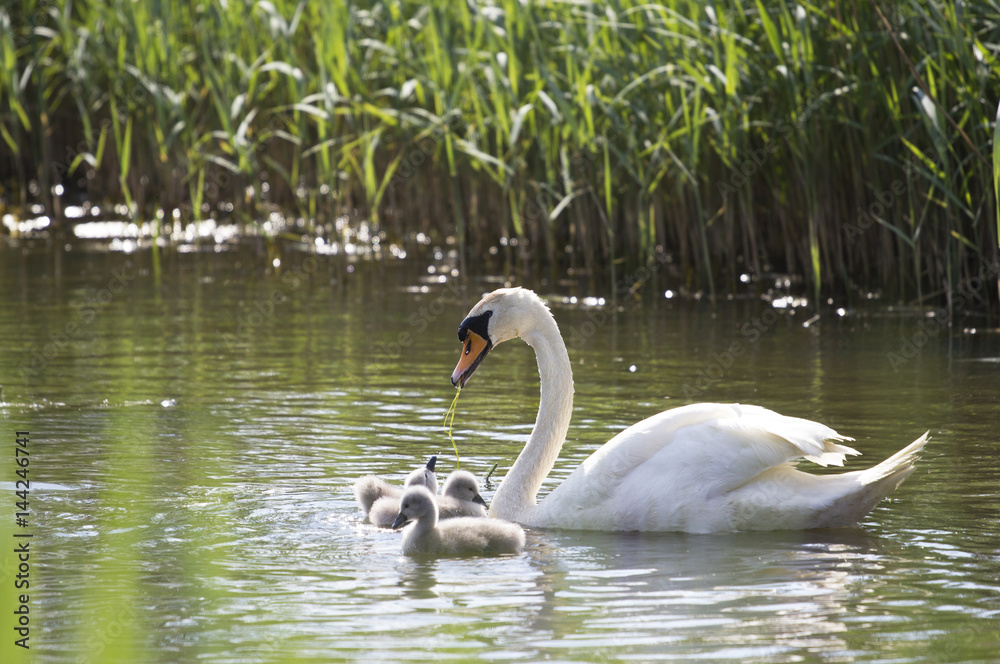 Obraz premium Swan family 