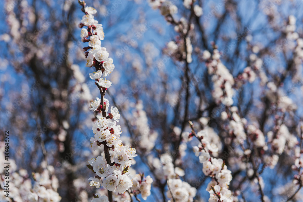 Close-up of a branch of a blossoming apricot