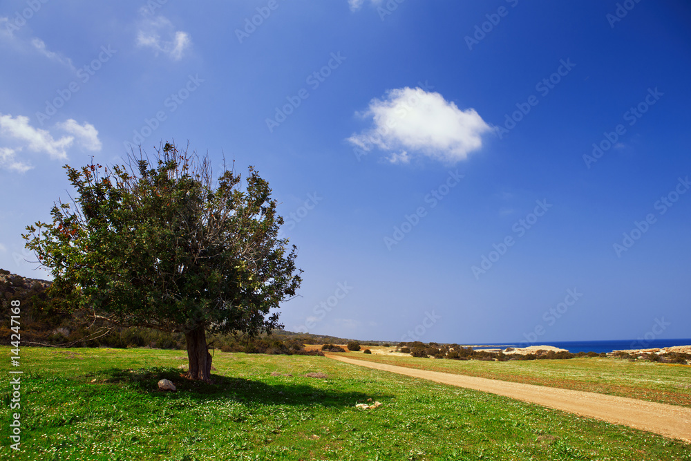 Landscape. Green tree and path on a background of blue sky.