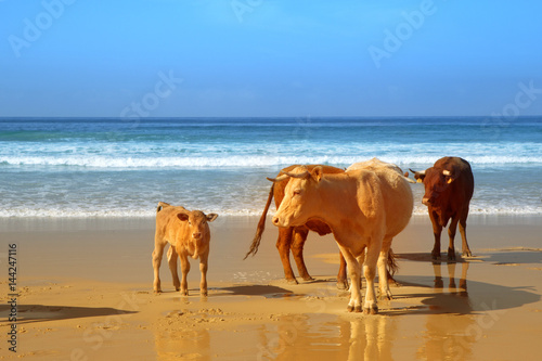 The herd of cows  bulls and calves sunbathes on the sunny beach of Atlantic ocean. Andalusia  Spain. 