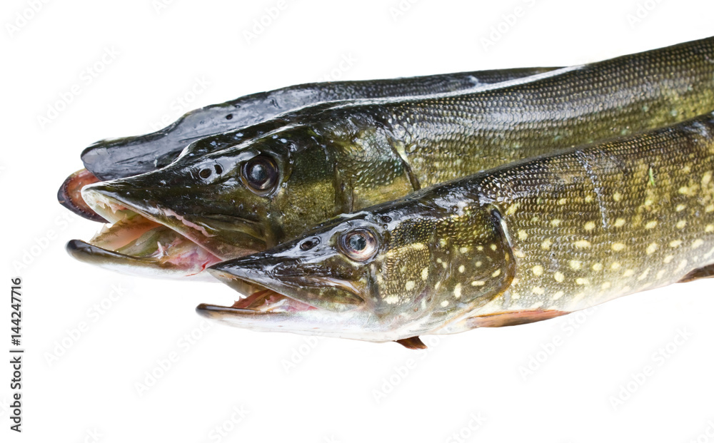 Three fresh pikes on a white background. Isolated Three fresh pikes on a white background. Isolated