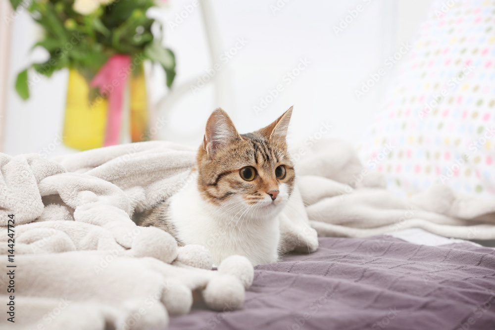 Cute funny cat lying on bed under soft plaid