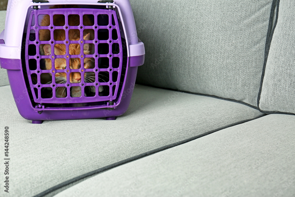 Fototapeta premium Foxy cat inside plastic carrier box on sofa