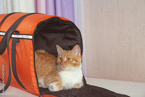 Fototapeta Naklejka Na Ścianę i Meble -  Foxy cat inside carrier box on table