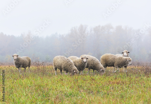 Sheep grazing in the field in the morning