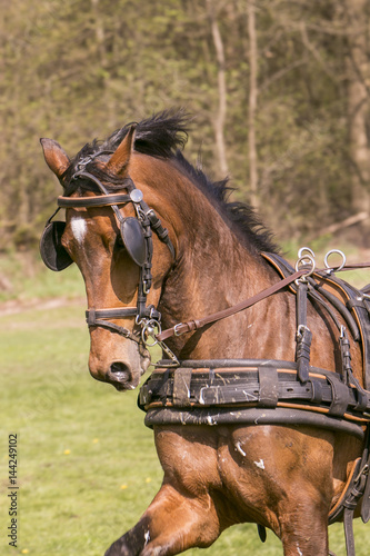 Portret mooi bruin paard © photoPepp
