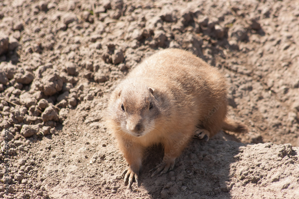 Prairie Dog Prairie Dog