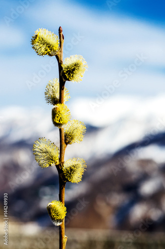 Willow branch. In the background, the mountains are blurred. © Dmytro Furman