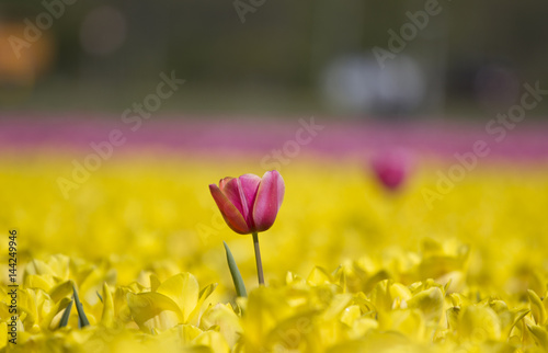 Isolated pink tulip amidst a yellow tulip field