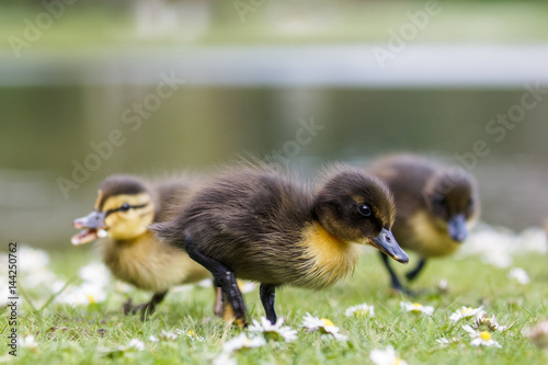 Cute Mallard ducklings (Anas platyrhynchos) feeding among daisies