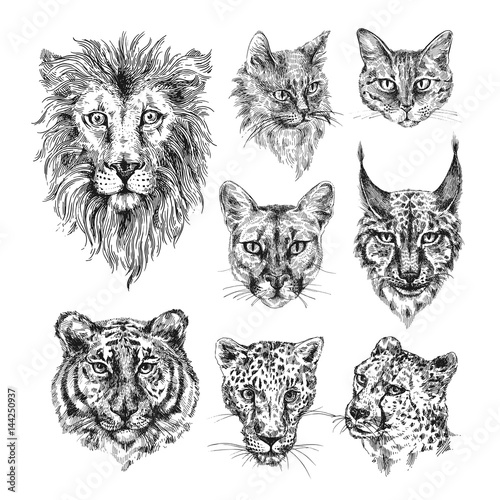 Collection of different cats.