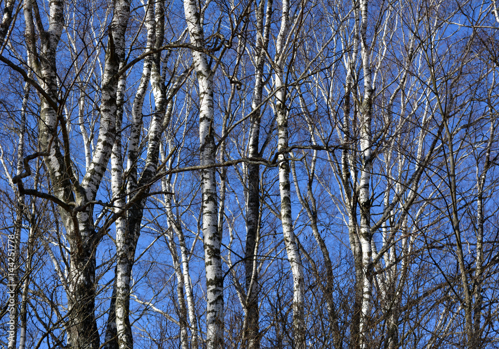 Beautiful birch grove in spring against the blue sky, nature, landscape, texture, background Beautiful birch grove in spring against the blue sky, nature, landscape, texture, background