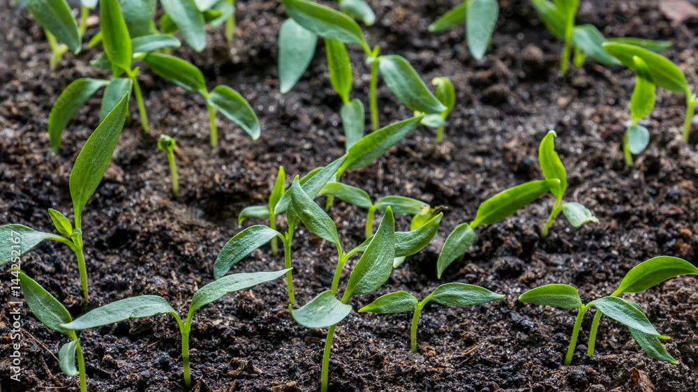 seedlings of eggplant, tomato, sweet peppers growing in a transparent container on the window in the earthen soil in a Sunny day seedlings of eggplant, tomato, sweet peppers growing in a transparent container on the window in the earthen soil in a Sunny day