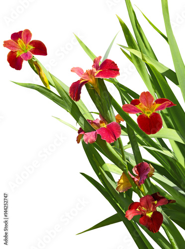 Fototapeta Naklejka Na Ścianę i Meble -  Red Iris Flower