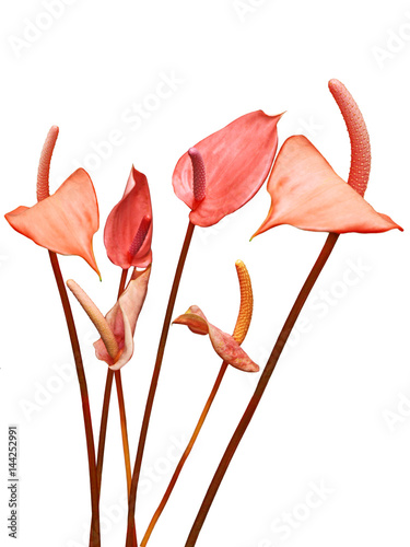 Fototapeta Naklejka Na Ścianę i Meble -  Flaminggo Lily Flowers