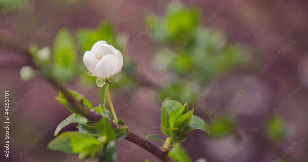 Spring flower - close up