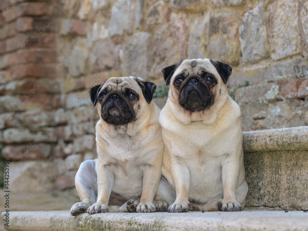 Obraz premium Portrait of two pug dogs.
