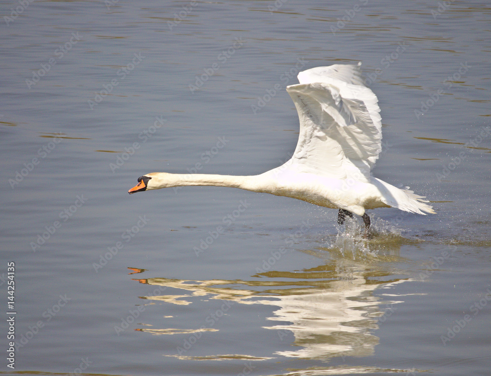 Fototapeta premium Mute swan taking off from the water