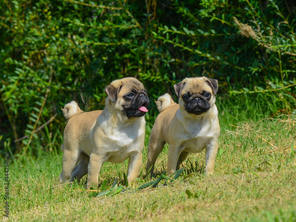 Portrait of two pug dogs.