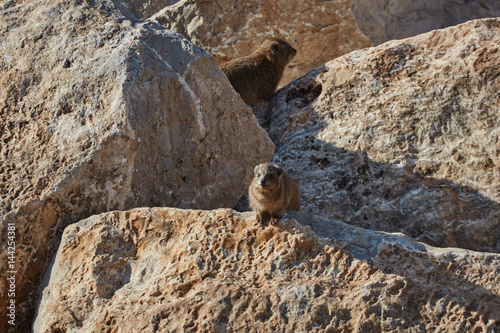 Rock hyrax