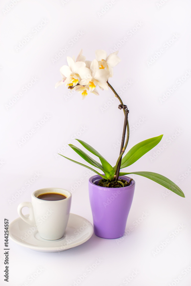 A cup of coffee and a small white orchid on a white background A cup of coffee and a small white orchid on a white background